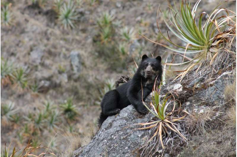 Andean bear survey in Peru Finds humans not the only visitors to Machu Picchu