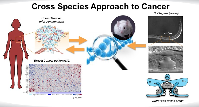 An elegans solution: Worm genetic screen maps cell-to-cell communication in human cancer