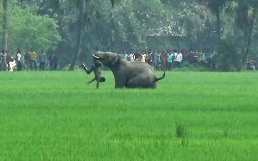 An elephant attacks an Indian man in a village in West Bengal state. Endangered elephants and tigers are killing one person a da