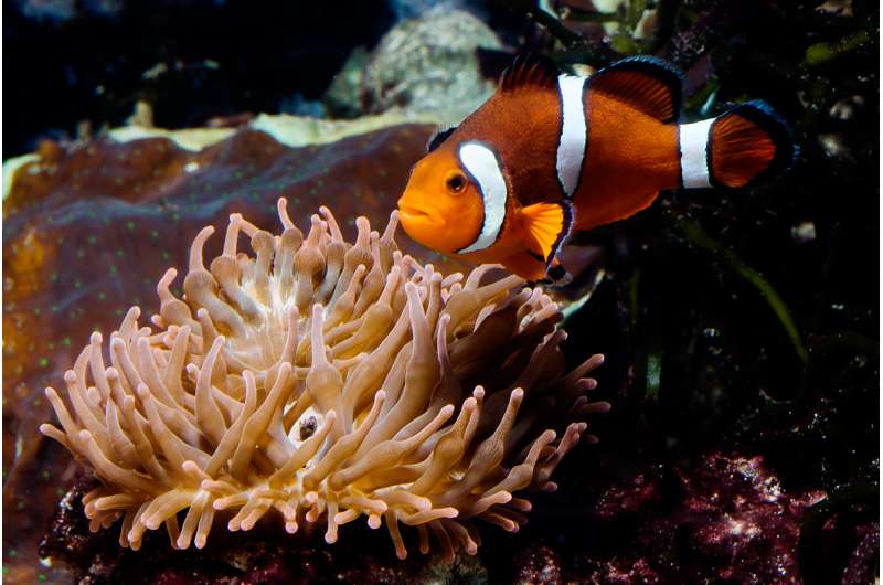 Anemonefish dads further fathering research