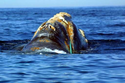 An endangered North Atlantic right whale entangled in heavy plastic fishing link off Cape Cod, Massachusetts