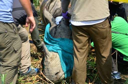 A Nepalese veterinary and technical team collar and collect samples from a darted rhino in Chitwan National Park, south of Kathm