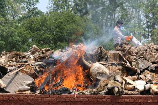 A Nepali park worker burns wildlife parts seized from poachers at Chitwan National Park on May 22, 2017