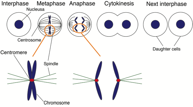 An evolutionary breakpoint in cell division