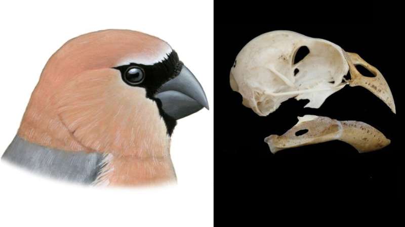 A new bird which humans drove to extinction discovered in Azores
