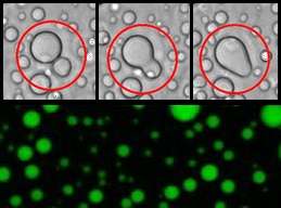 A newly identified complex of Tau and RNA suggests a path to aggregation