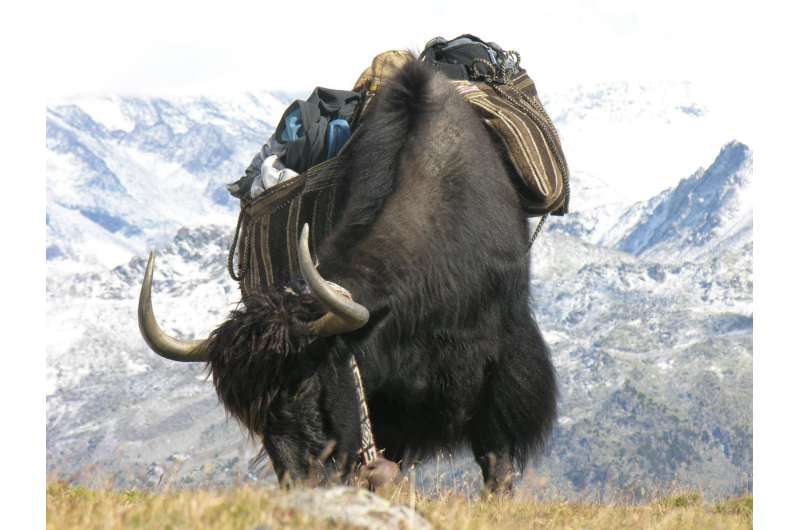 Animal genetics: The bovine heritage of the yak