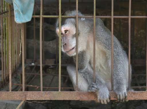 Animals—including wild monkeys as well as dogs and  farm animals such as pigs, chickens and cows —have been left in the danger z