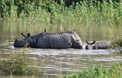 An Indian one-horned rhinoceros and calf wade through flood waters at a submerged area of the Pobitora wildlife sanctuary in Ind