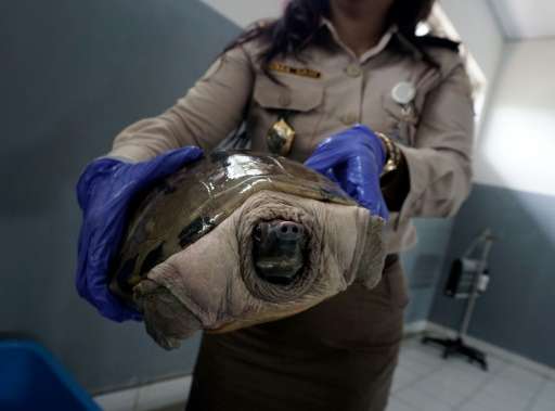 An Indonesian customs officer displays a reptile after authorities arrested a  suspected wildlife smuggler from Japan