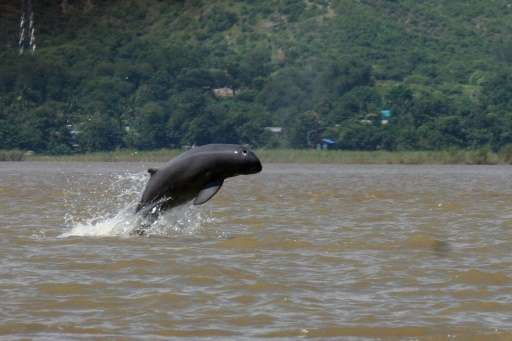 An Irrawaddy river dolphin is seen jumping in the water near Mandalay, Myanmar