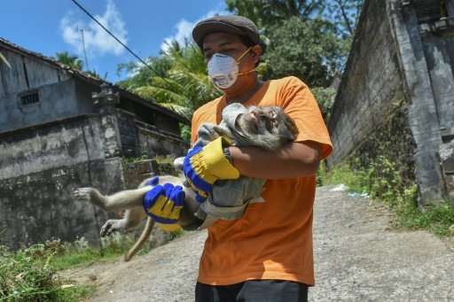 An NGO worker carrying a sick monkey after they sedated and prepared to evacuate it from a villager's house in Sideman, an area 