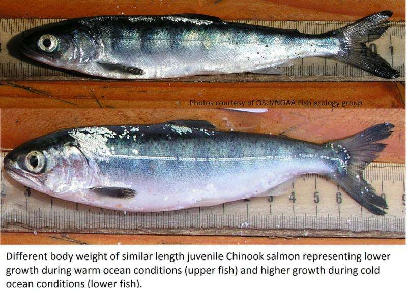 Anomalous ocean conditions in 2015 may bode poorly for juvenile Chinook salmon survival
