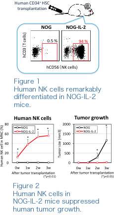 A novel animal model for analysing human natural killer cell functions in vivo.