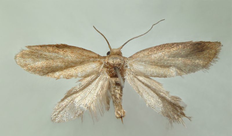 An overlooked and rare new gall-inducing micromoth from Brazil