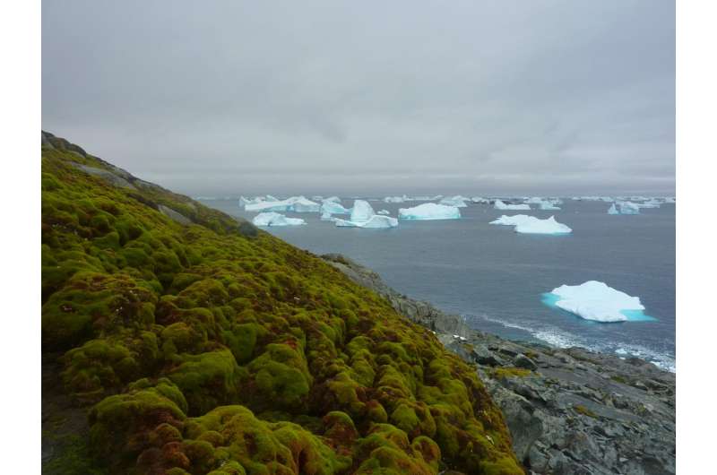 Antarctica 'greening' due to climate change
