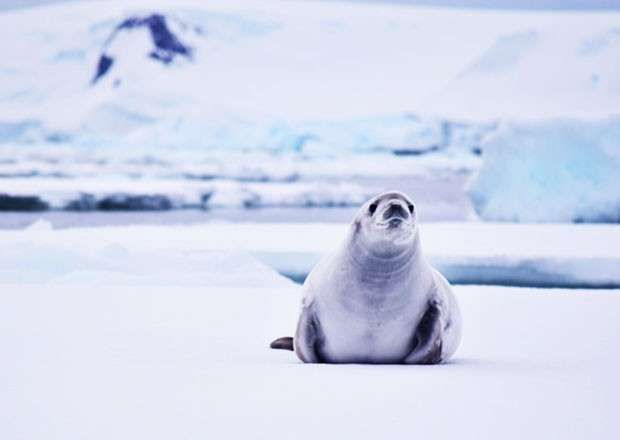 Antarctica's biodiversity is under threat