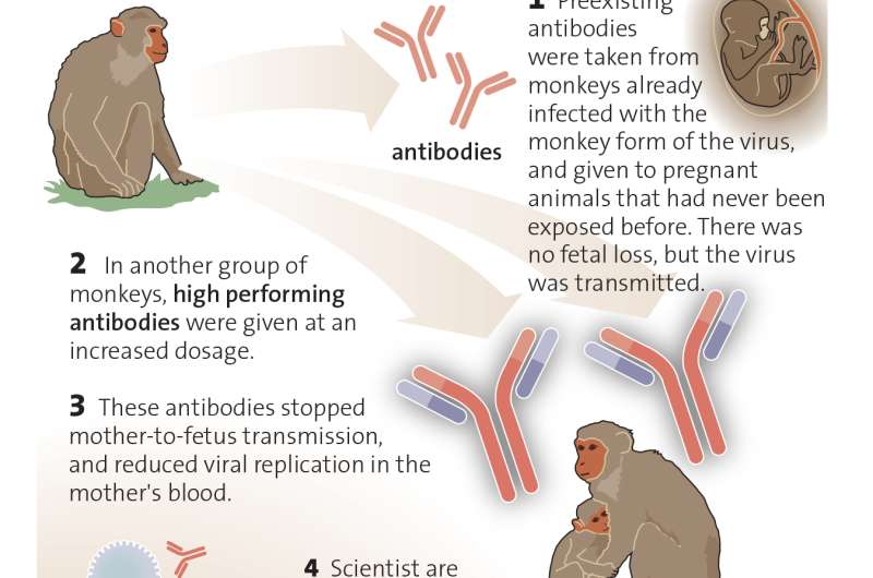 Antibodies halt placental transmission of CMV-like virus in monkeys