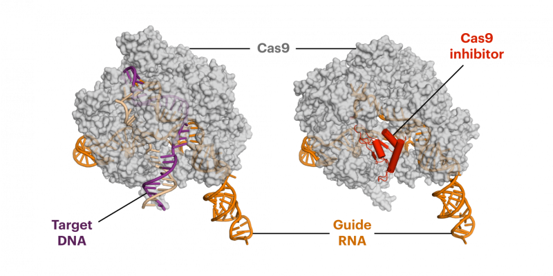 Anti-CRISPR proteins decrease off-target side effects of CRISPR-Cas9