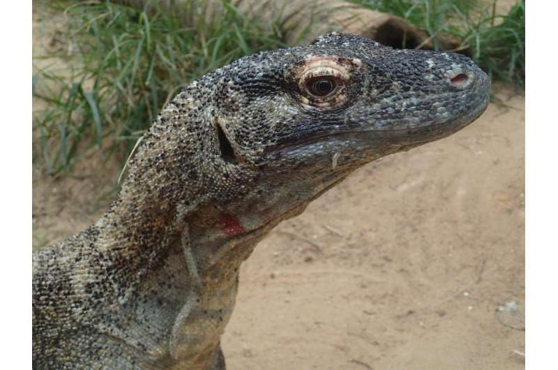 Antimicrobial substances identified in Komodo dragon blood