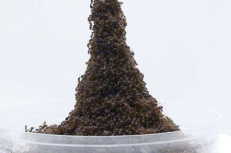 Ants build sinking Eiffel Towers when trying to escape