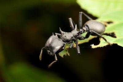 Ants in the Amazon rainforest canopy have vastly more bacteria in their guts than ground dwellers