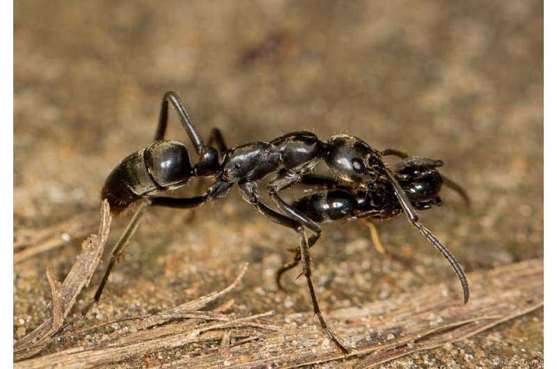 Ants rescue their injured