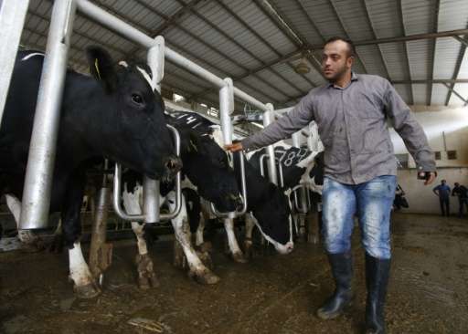 A Palestinian farmer tends to cows at the Jebrini dairy farm in the West Bank town of Hebron, where cow dung is used to produce 