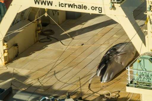 A photo released by activist group Sea Shepherd on January 15, 2017 purportedly shows a dead minke whale onboard Japanese ship t