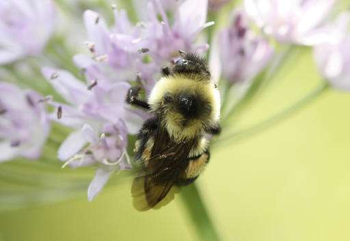 APNewsBreak: Rusty patched bumblebee declared endangered