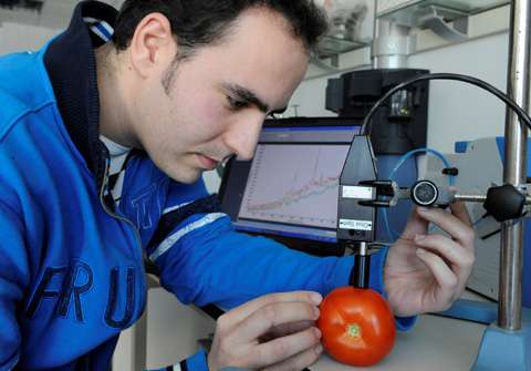 A portable measuring device to detect optimum ripeness in tomatoes