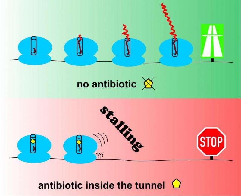 A possible way to new antibiotics