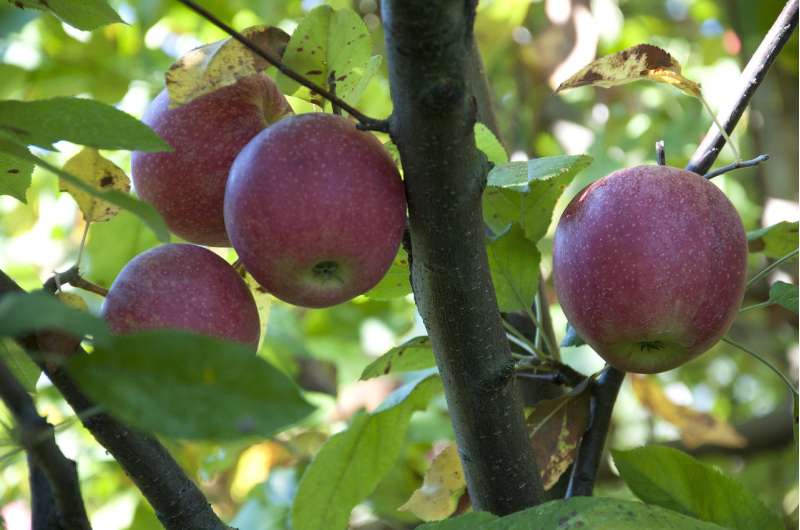 Apple trees bear more fruit when surrounded by good neighbors