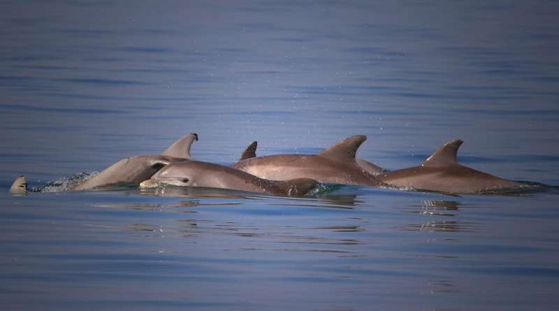 Approach tested at FAU first to look at dolphin immune system