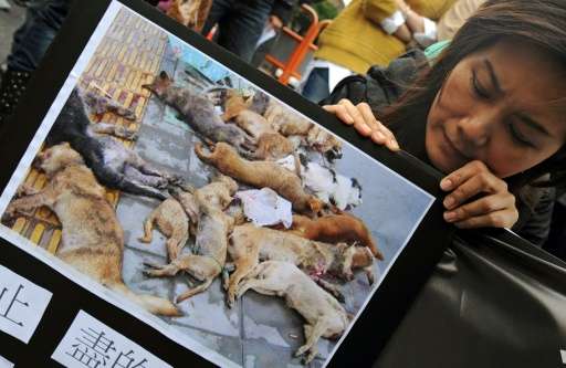 A protester holds a picture of dead dogs during a demonstration in front of the Taiwan government's agriculture council, in Taip