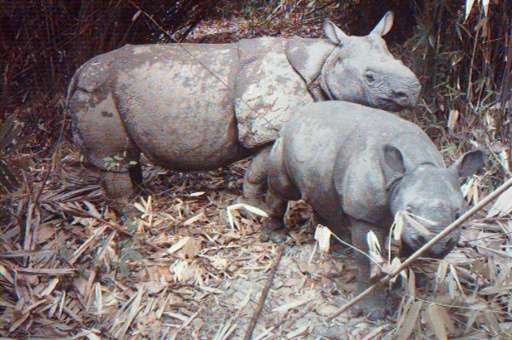 A rare image from 2012 shows a critically endangered Java rhino taking care of its calf at Indonesia's Ujung Kulon National Park