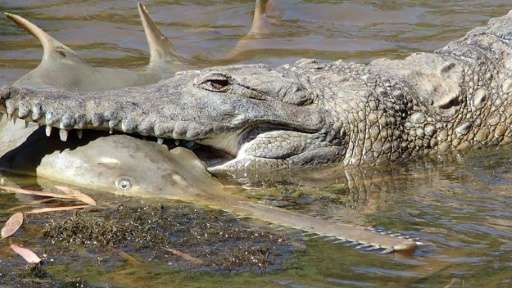 A rare photograph released by Murdoch University shows a young sawfish caught in the clutches of a freshwater crocodile's jaw