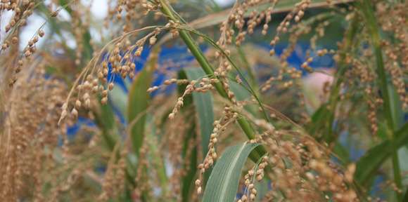 Archaeology shows there's more to millet than birdseed