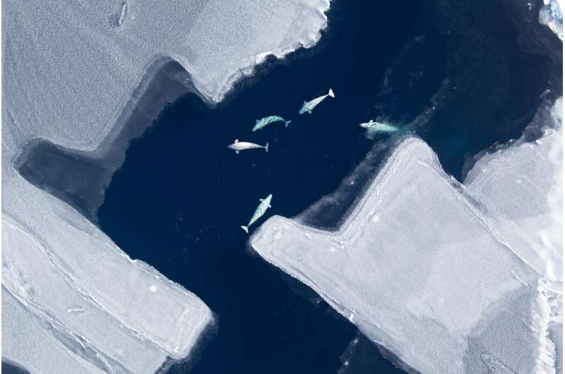 Arctic sea ice loss impacts beluga whale migration