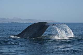 Are blue whales finding new "microphone channel" to communicate in?
