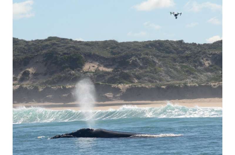 Are drones disturbing marine mammals?