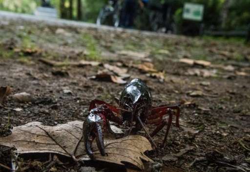A red swamp crayfish pictured near the lake 'Neuen See' in the Berlin Tiergarten