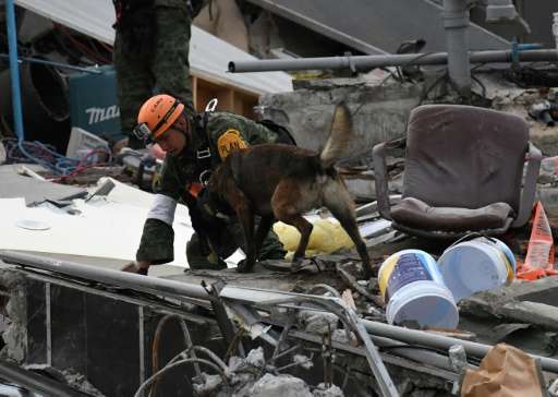 A rescue dog in Mexico City searches for possible earthquake survivors trapped under the rubble