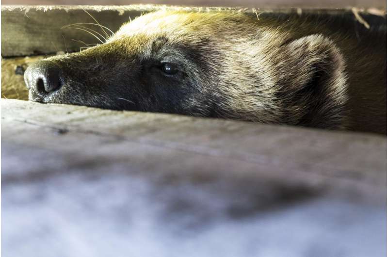 Are wolverines in the Arctic in the climate change crosshairs?