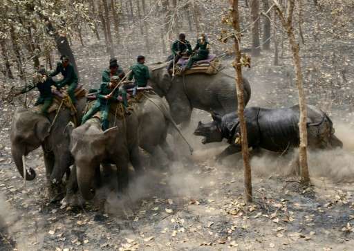 A rhino charges a Nepalese forestry and technical team after being released as part of a relocation project in Shuklaphanta Nati