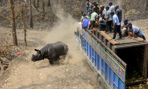 A rhino is released in Shuklaphanta National Park, part of a group scientists hope will become a new breeding group