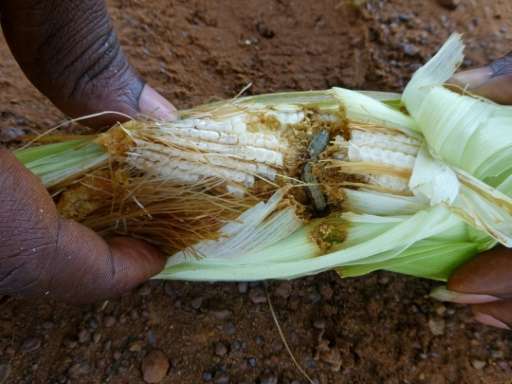 Armyworm caterpillars eat the kernels of a cob of corn