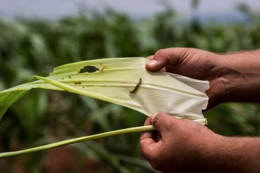 Armyworms are attacking maize plants at alarming speed on farms in South Africa
