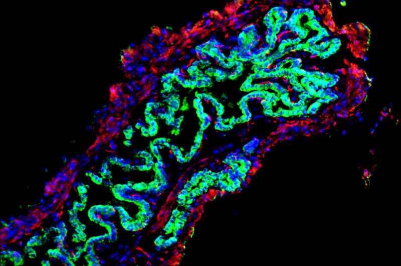 Artificial bile ducts grown in lab &amp; transplanted into mice could help treat liver disease