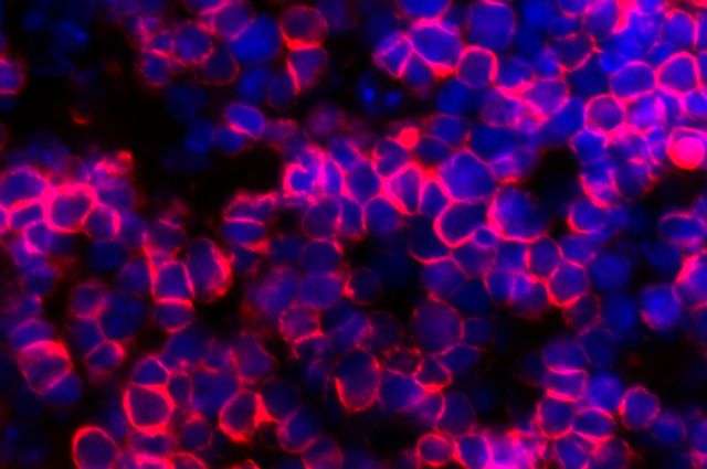 Artificial thymus can produce cancer-fighting T cells from blood stem cells